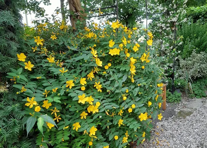 La Quercia Di Mery Alojamento de Acomodação e Pequeno-almoço 3*