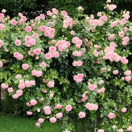 La Quercia Di Mery ベッド・アンド・ブレックファスト