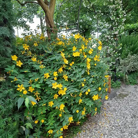 La Quercia Di Mery Bed & Breakfast 3*