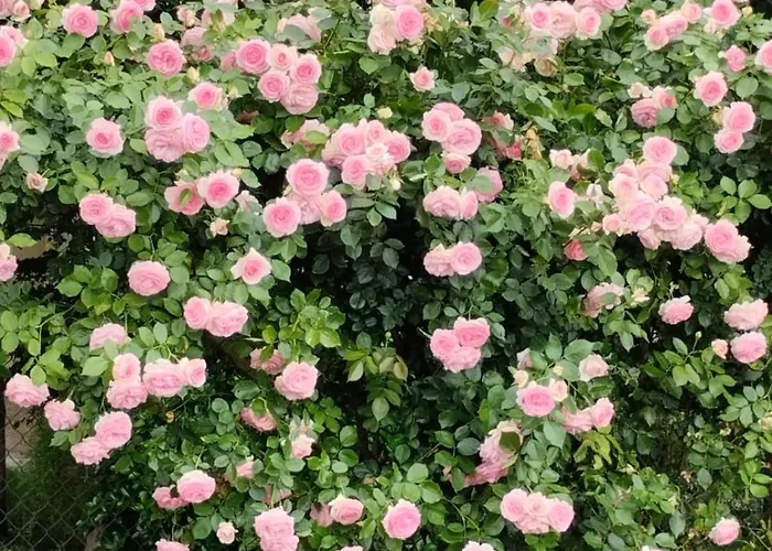 La Quercia Di Mery ベッド・アンド・ブレックファスト